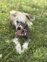 Bryan - AKC Hairless Male (neutered), a male Chinese Crested for sale in Rockwall, TX – 5 of 5