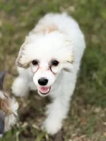 Clay - AKC Powderpuff, a male Chinese Crested for sale in Rockwall, TX – 2 of 6