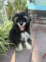 Doc - AKC Powderpuff Male, a male Chinese Crested for sale in Rockwall, TX – 3 of 8