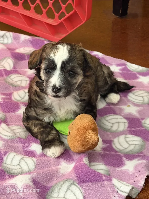 Bexley-AKC Powderpuff Male