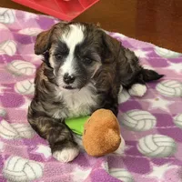 Bexley-AKC Powderpuff Male, a male Chinese Crested for sale in Rockwall, TX – Photo 1 of 3