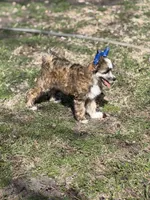 Bentley - AKC Powderpuff Male, a male Chinese Crested for sale in Rockwall, TX – 6 of 8