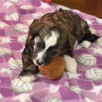 Bexley-AKC Powderpuff Male, a male Chinese Crested for sale in Rockwall, TX – Photo 2 of 3