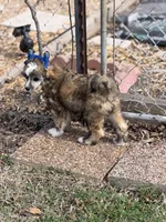Bentley - AKC Powderpuff Male, a male Chinese Crested for sale in Rockwall, TX – 7 of 8