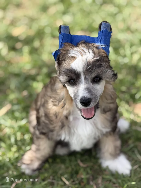 Bentley - AKC Powderpuff Male – Chinese Crested puppy for sale in Rockwall, TX