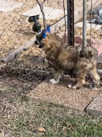 Bentley - AKC Powderpuff Male, a male Chinese Crested for sale in Rockwall, TX – 8 of 8