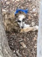Bentley - AKC Powderpuff Male, a male Chinese Crested for sale in Rockwall, TX – 2 of 8