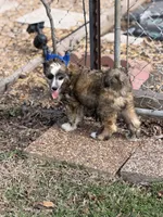 Bentley - AKC Powderpuff Male, a male Chinese Crested for sale in Rockwall, TX – 5 of 8