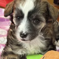 Bexley-AKC Powderpuff Male, a male Chinese Crested for sale in Rockwall, TX – Photo 3 of 3