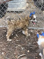 Bentley - AKC Powderpuff Male, a male Chinese Crested for sale in Rockwall, TX – 4 of 8