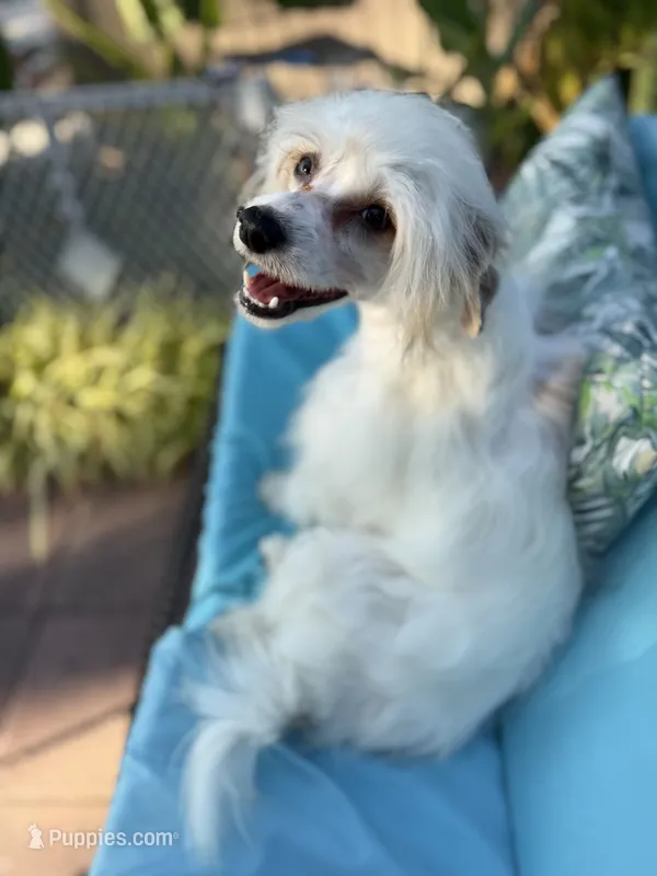 Clay - AKC Powderpuff – Chinese Crested puppy for sale in Rockwall, TX