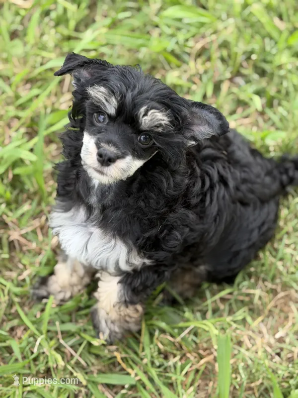 Doc - AKC Powderpuff Male – Chinese Crested puppy for sale in Rockwall, TX