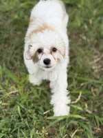 Clay - AKC Powderpuff, a male Chinese Crested for sale in Rockwall, TX – 5 of 6