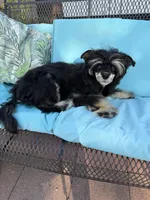 Doc - AKC Powderpuff Male, a male Chinese Crested for sale in Rockwall, TX – 5 of 8