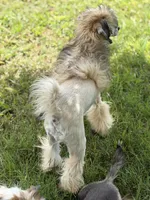 Bentley - AKC Powderpuff Male (neutered), a male Chinese Crested for sale in Rockwall, TX – 3 of 7