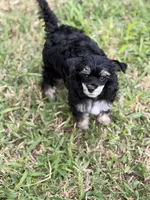 Doc - AKC Powderpuff Male, a male Chinese Crested for sale in Rockwall, TX – 2 of 4