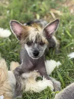 Digit - AKC Hairless Male, a male Chinese Crested for sale in Rockwall, TX – 2 of 4