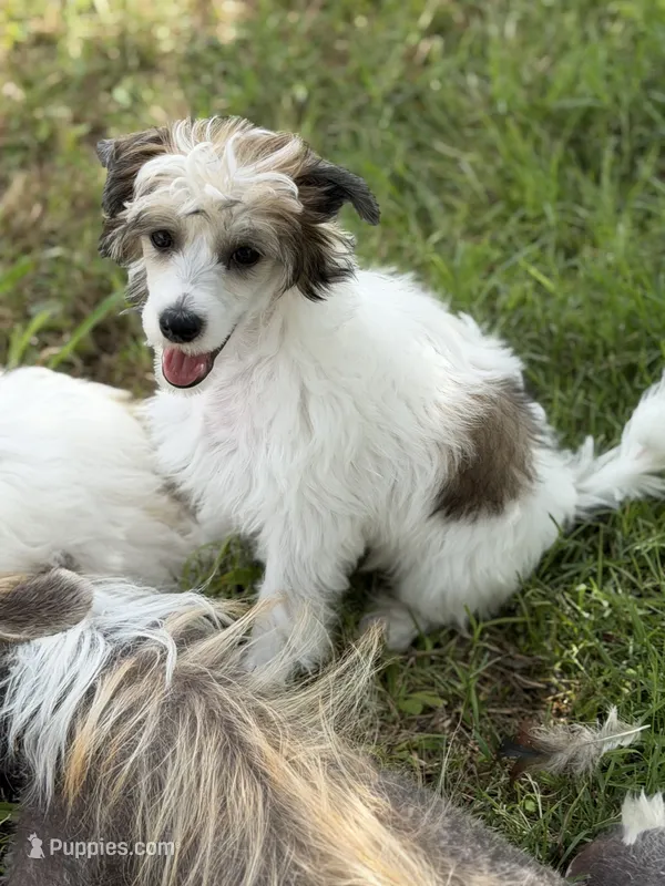 Cliff - AKC Powderpuff – Chinese Crested puppy for sale in Rockwall, TX