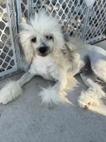 Bentley - AKC Powderpuff Male (neutered), a male Chinese Crested for sale in Rockwall, TX – 2 of 5