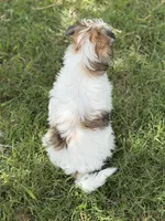 Cliff - AKC Powderpuff Male, a male Chinese Crested for sale in Rockwall, TX – 8 of 8
