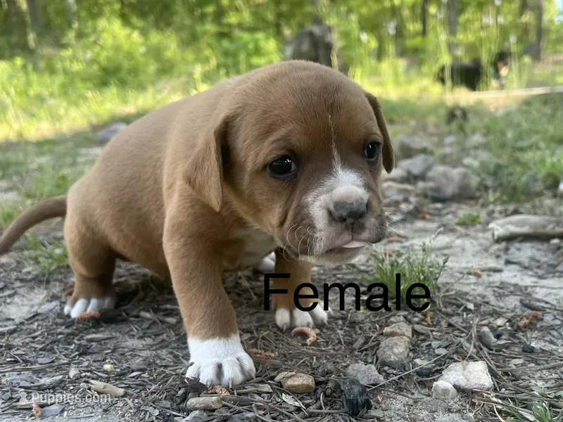 American Bully – American Bully puppy for sale in Bremen, GA