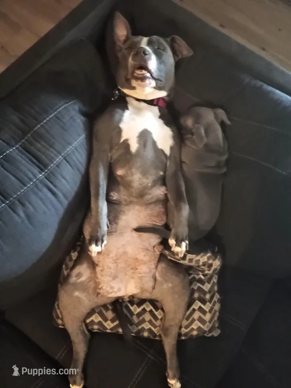 Ayla and George's puppies 