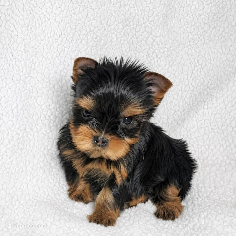 Tcup lily – Yorkshire Terrier puppy for sale in Atlanta, GA
