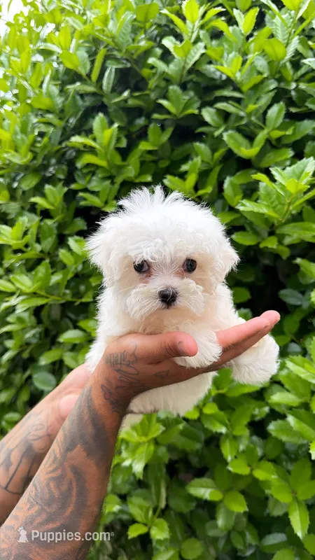Maltese  – Maltese puppy for sale in Atlanta, GA