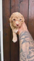 Lulu, a female Poodle - Toy  for sale in Atlanta, GA – 1 of 1