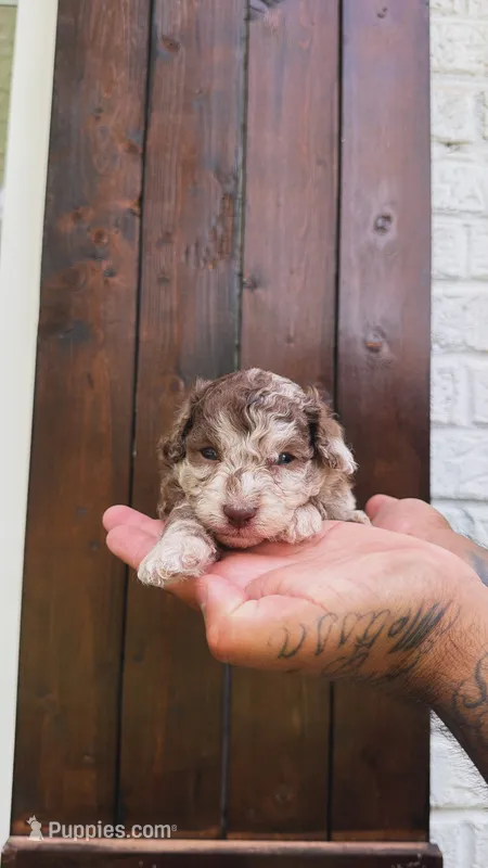 Max – Poodle - Toy  puppy for sale in Atlanta, GA