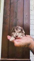 Max, a male Poodle - Toy  for sale in Atlanta, GA – 1 of 1