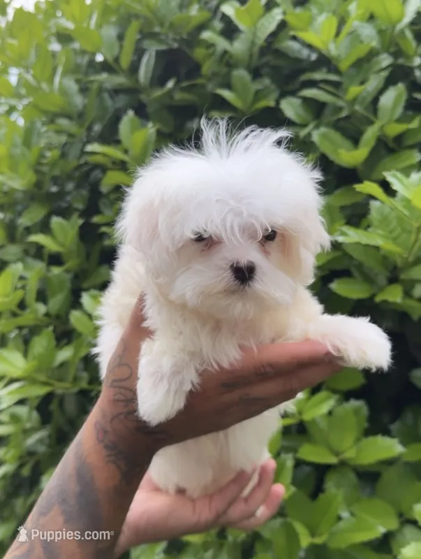 Maltese – Maltese puppy for sale in Atlanta, GA