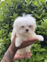 Maltese, a female Maltese for sale in Atlanta, GA – 1 of 1