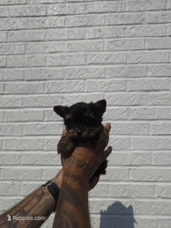 Pablo – Yorkshire Terrier puppy for sale in Atlanta, GA