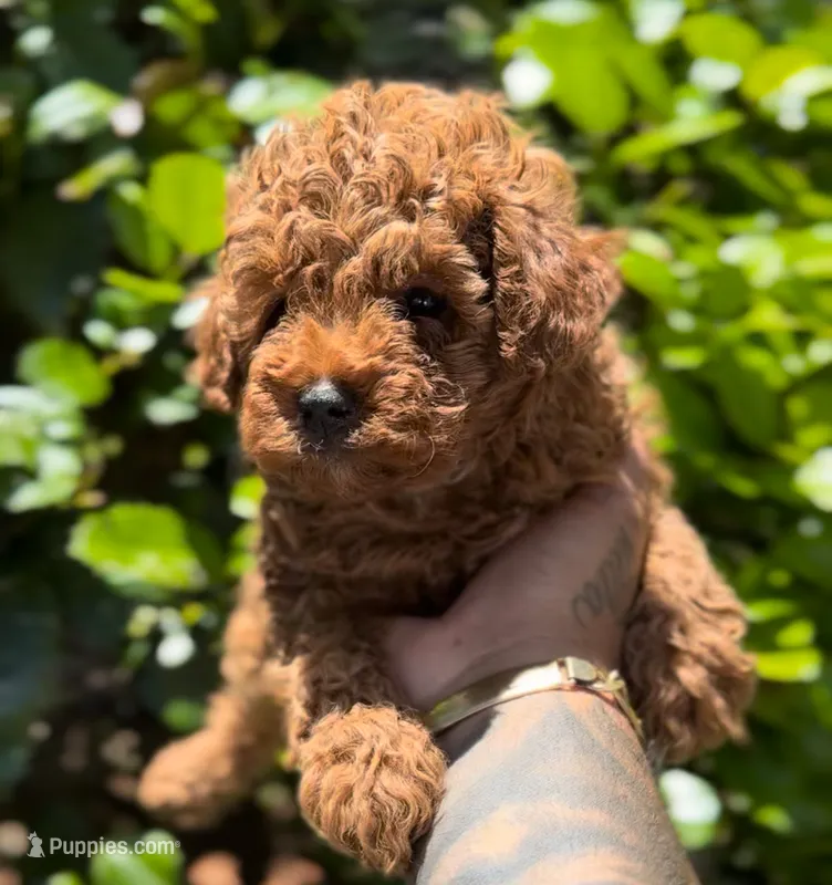 Lily  – Poodle - Toy  puppy for sale in Atlanta, GA