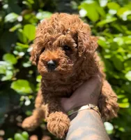 Lily , a female Poodle - Toy  for sale in Atlanta, GA – 1 of 1