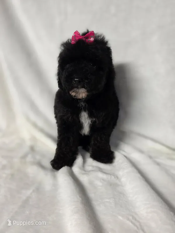Stormy  – Poodle - Toy  puppy for sale in Atlanta, GA