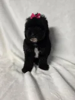Stormy , a female Poodle - Toy  for sale in Atlanta, GA – 1 of 1
