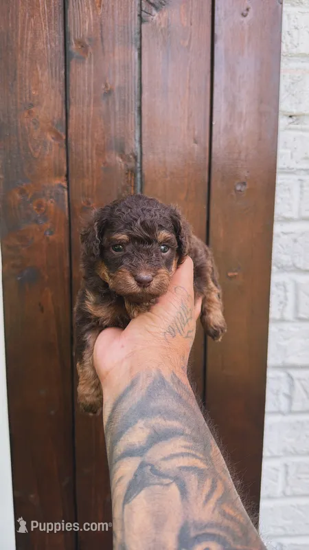 Lola – Poodle - Toy  puppy for sale in Atlanta, GA