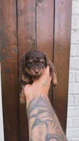 Lola, a female Poodle - Toy  for sale in Atlanta, GA – 1 of 1