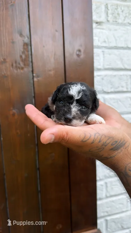 Lily – Poodle - Toy  puppy for sale in Atlanta, GA