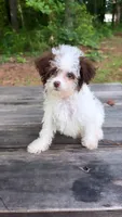 Toy poodle , a male Poodle - Toy  for sale in Atlanta, GA – 1 of 1