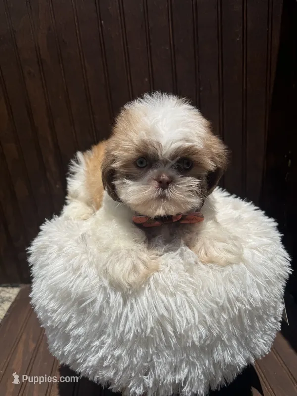Shih Tzu  – Shih Tzu puppy for sale in Atlanta, GA