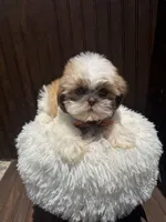 Shih Tzu , a male Shih Tzu for sale in Atlanta, GA – 1 of 1