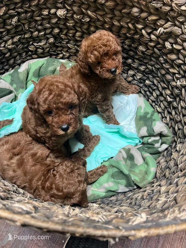 Max,Will,Pablo  – Poodle - Toy  puppy for sale in Atlanta, GA