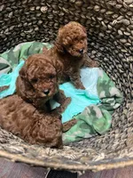 Max,Will,Pablo , a male Poodle - Toy  for sale in Atlanta, GA – 1 of 1