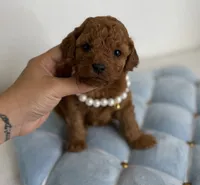 Lola, a female Poodle - Toy  for sale in Atlanta, GA – 1 of 1