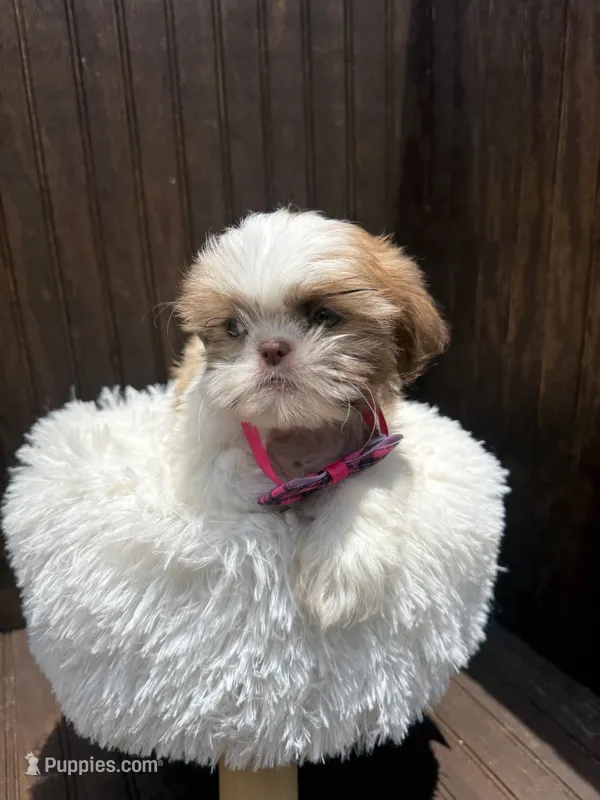 Shih Tzu  – Shih Tzu puppy for sale in Atlanta, GA