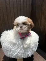 Shih Tzu , a male Shih Tzu for sale in Atlanta, GA – 1 of 1