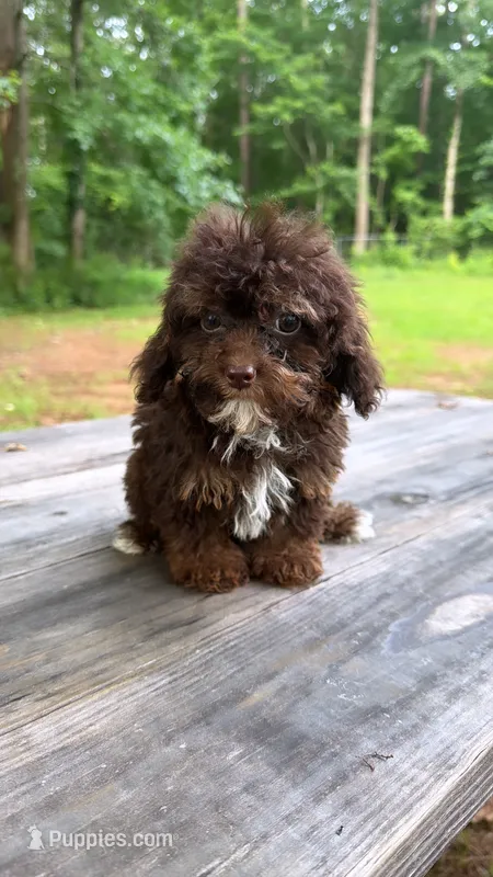Toy poodle – Poodle - Toy  puppy for sale in Atlanta, GA